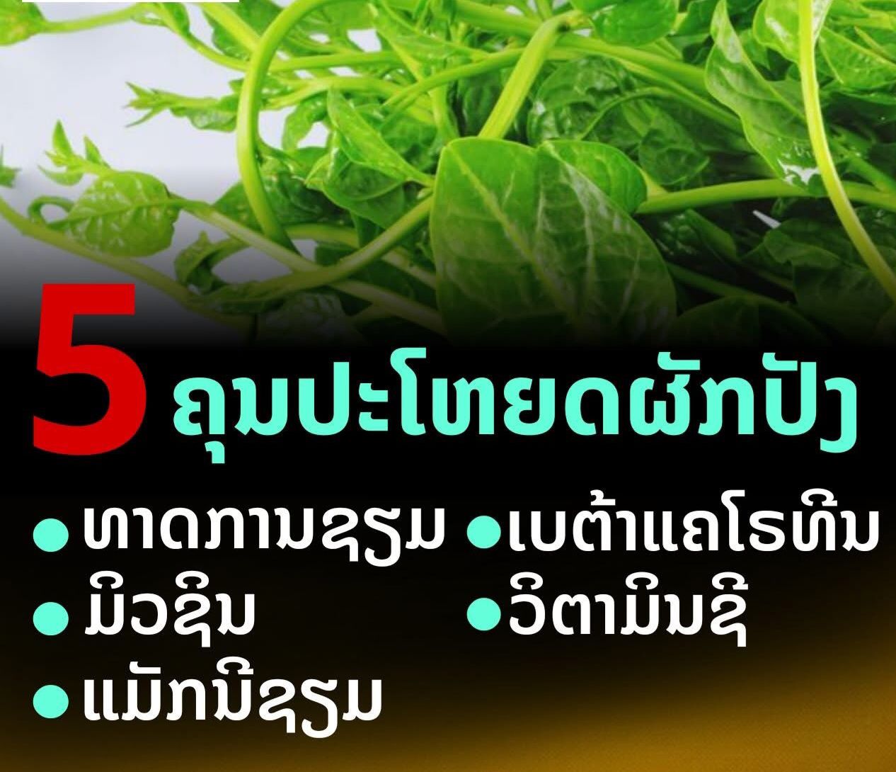 ຜັກປັງ ມີຄຸນຄ່າສານອາຫານທີ່ຈໍາເປັນຕໍ່ຮ່າງກາຍຫຼາຍຊະນິດ